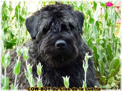 le bouvier des flandres et le cheval - Elevage du CLOS DE LA LUETTE - COPYRIGHT DEPOSE